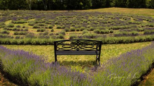 Bench at lavender time