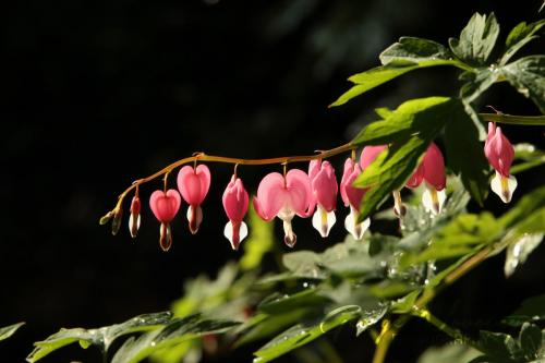 Bleeding Heart