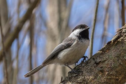 Chickadee