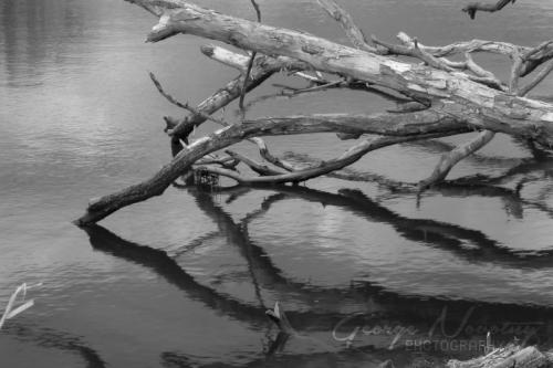 Darlington tree and reflection