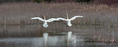 Darlingtonn swan couple landing