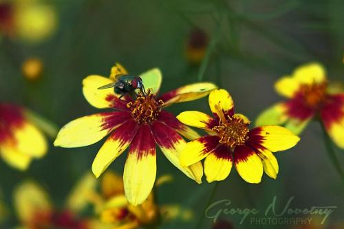 Fly and Coreopsis