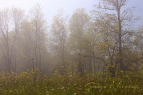 Foggy day at Presqu'ile