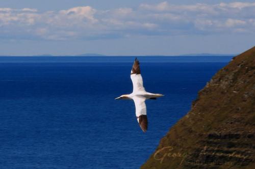 Gannet in Flight