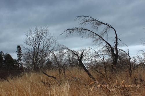 Grass and Trees, Presqu'ile