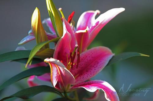 Hot Pink Lilly-2