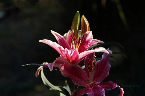 Hot pink Lilly