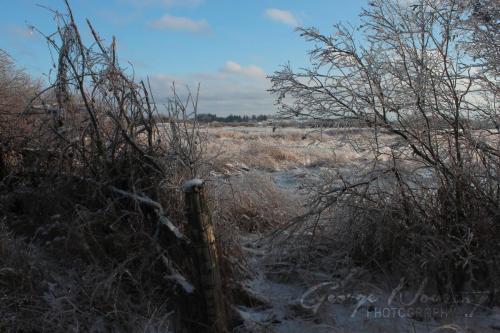 Iced Near Richmond Hill 2016