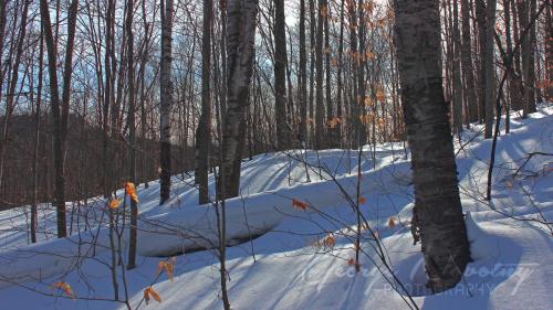 Lookout Trail, Algonquin 2