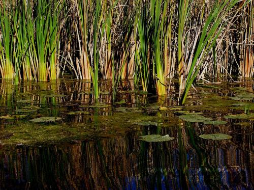 Marsh grasses at Scugog