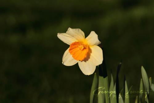 Narcissus