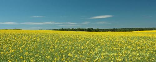 Near Argyle, Ontario