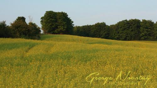 Near Bloomington Road