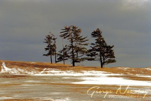 Pines near Fenelon Falls