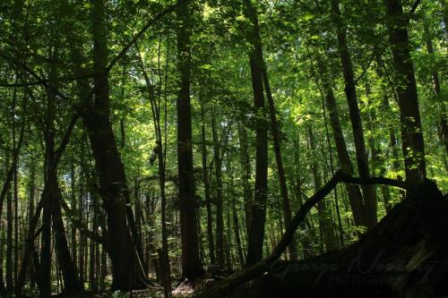 Presquile forest canopy