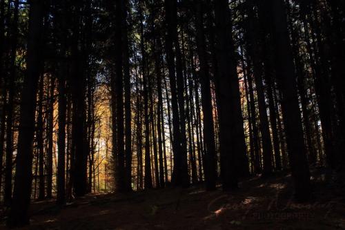 Presquile light and trees