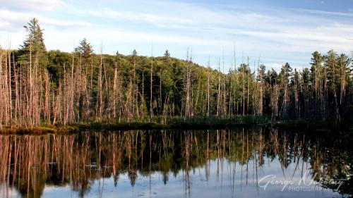 Reflection, Algonquin Park