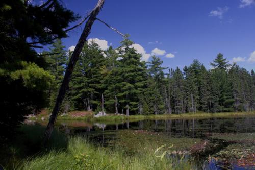 Sentinel of Beaver Pond, Algonquin Park