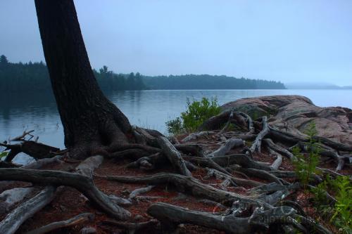 Smoke Lake Rocks and Roots, Algonquin Park