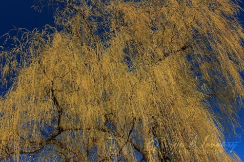 Spring Willow 12x18 150ppi viewer