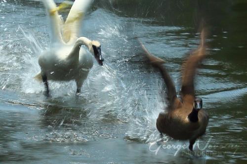 Swan chasing goose in Morningside Park