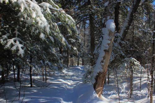 Two Rivers Trail, winter