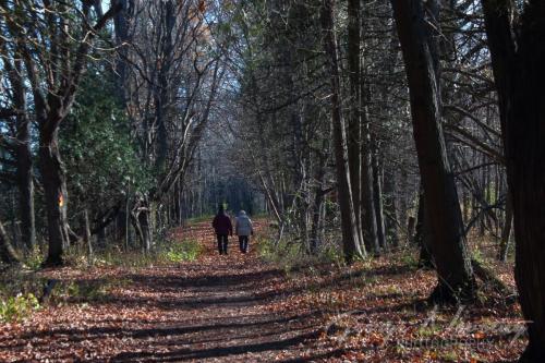 Walking down the lane in the fall