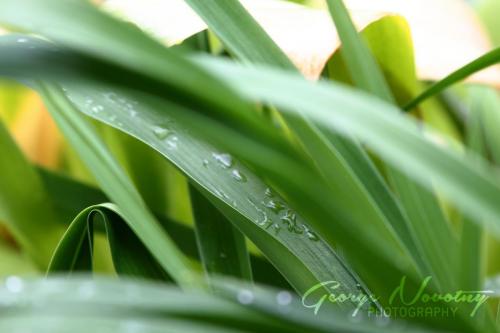 Water droplets on leaves