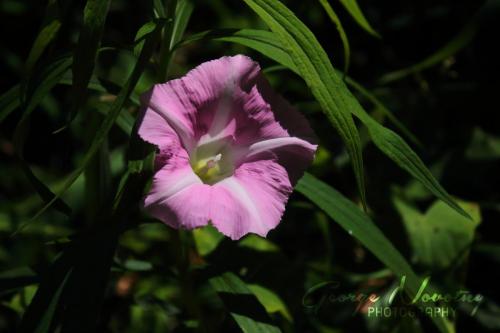 Wild Morning Glory