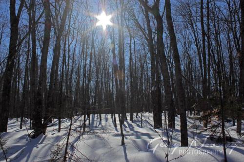 Winter in Algonquin Leaf Lake Trail